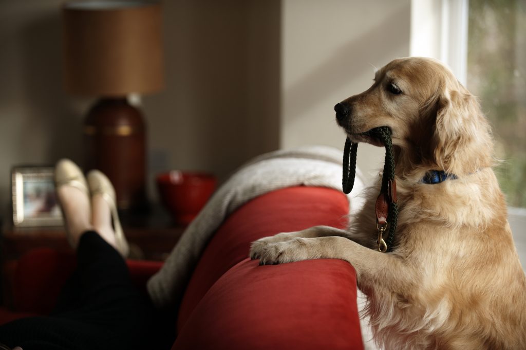 An adopted dog