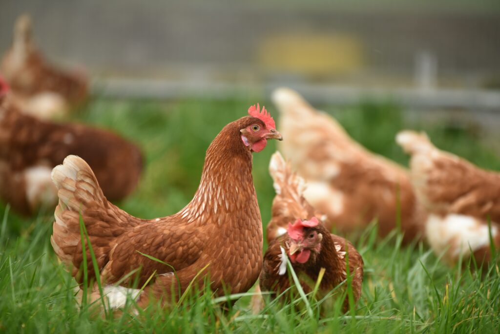 chicken-infused customer experience