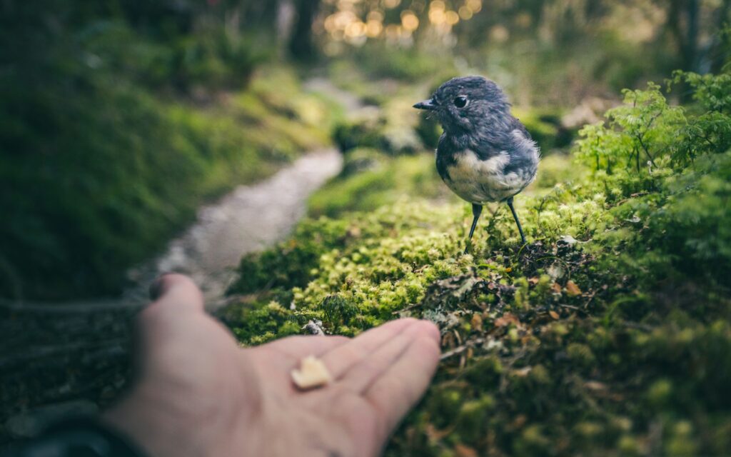 build trust bird example